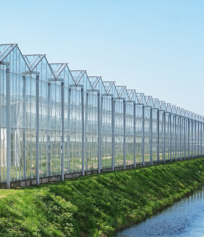 Mushrooms and greenhouses_1.png