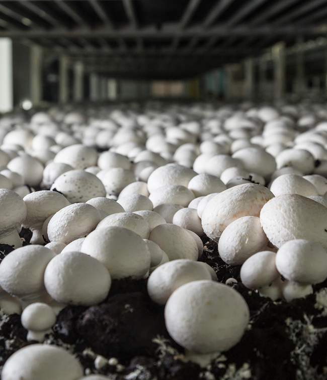 Mushrooms and greenhouses_2.png
