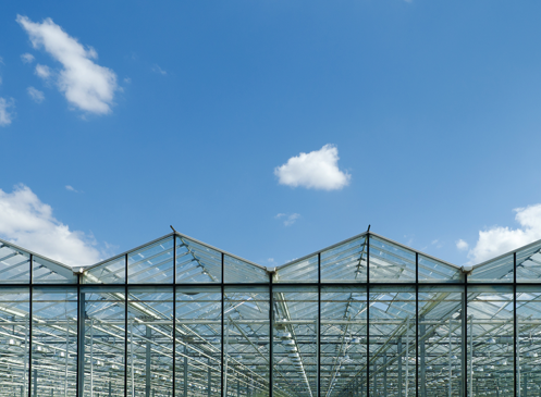 Mushrooms and greenhouses_website.png